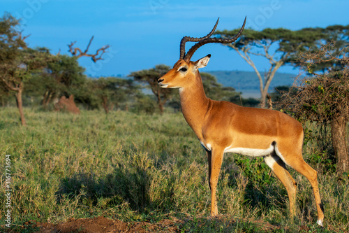 Fototapeta Naklejka Na Ścianę i Meble -  Impala on grasslands of Serengeti National Park, Tanzania