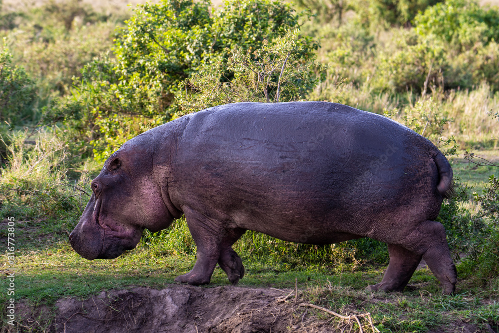 Huge hippo in the Serengeti National Park, Tanzania Huge hippo in the Serengeti National Park, Tanzania