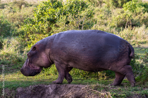 Huge hippo in the Serengeti National Park, Tanzania