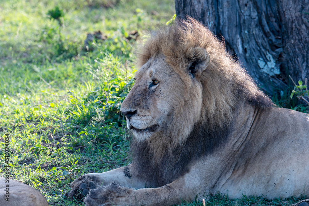 Close up from a Lion  in Serengeti National Park, Tanzania