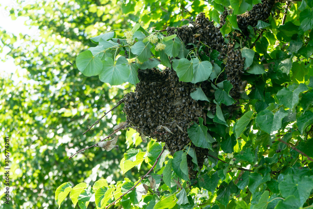A swarm of bees on the branch of a Linden tree. Colony of bees on a tree. A swarm of bees on the branch of a Linden tree. Colony of bees on a tree.