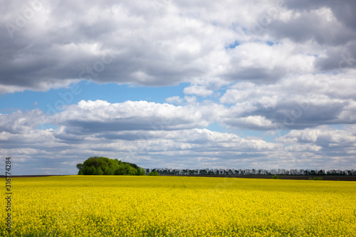Natural landscape background with flowering rapeseed plant.