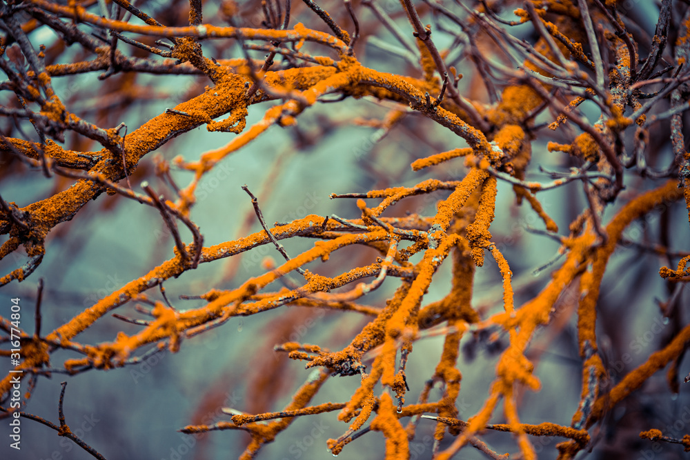 background from branches of a bush, branches covered with yellow garbage background from branches of a bush, branches covered with yellow garbage
