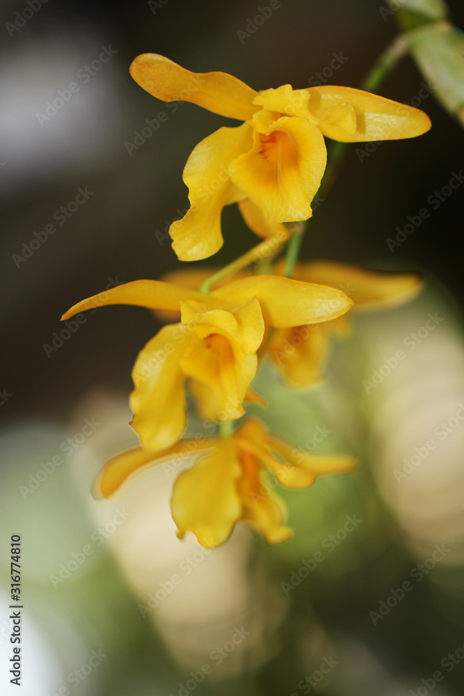 Fototapeta premium Yellow orchid,blurred background and bokeh.