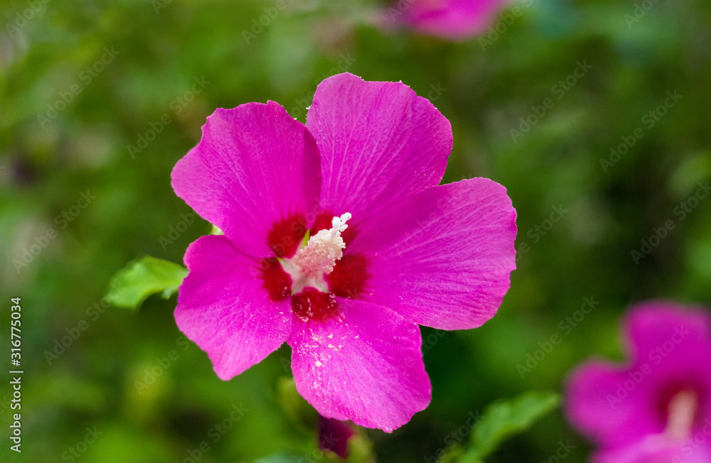 Bright Hibiscus flower blooming in the tropical garden, in soft focus on natural green bokeh background Bright Hibiscus flower blooming in the tropical garden, in soft focus on natural green bokeh background