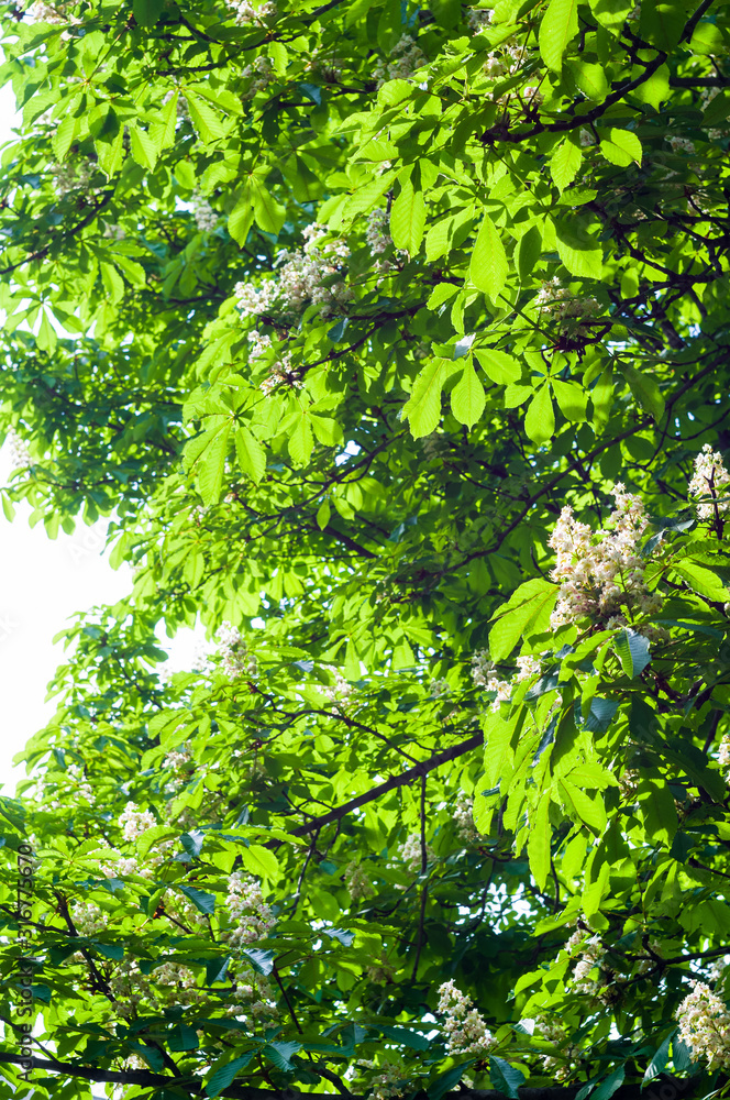 Flowering branches of chestnut Castanea sativa tree, and bright blue sky Flowering branches of chestnut Castanea sativa tree, and bright blue sky