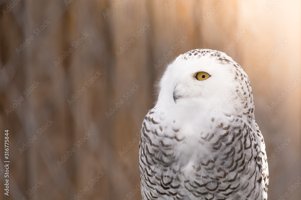 Gray owl with a white head sitting in the aviary of zoo with sunlight. Gray owl with a white head sitting in the aviary of zoo with sunlight.