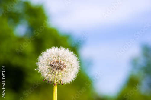 Dandelion seeds in sunlight on spring green background  macro  close-up