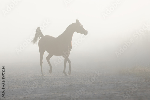 The silhouette of a beautiful arabian horse running free in the misty haze  a portrait in motion in the fog