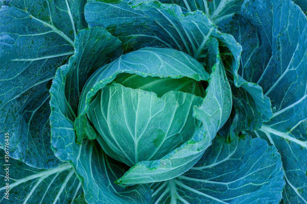 Obraz premium closeup nature view of Cabbage in garden, dark wallpaper concept, nature background, tropical green leaf
