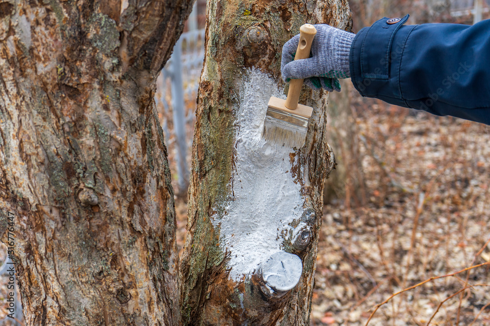 Fototapeta premium Whitewashing of fruit trees in spring garden. Human hands in gloves holding brush and whitewash bucket close-up. Man gardener whitening trunk of apple tree. Spring work in garden, gardening concept