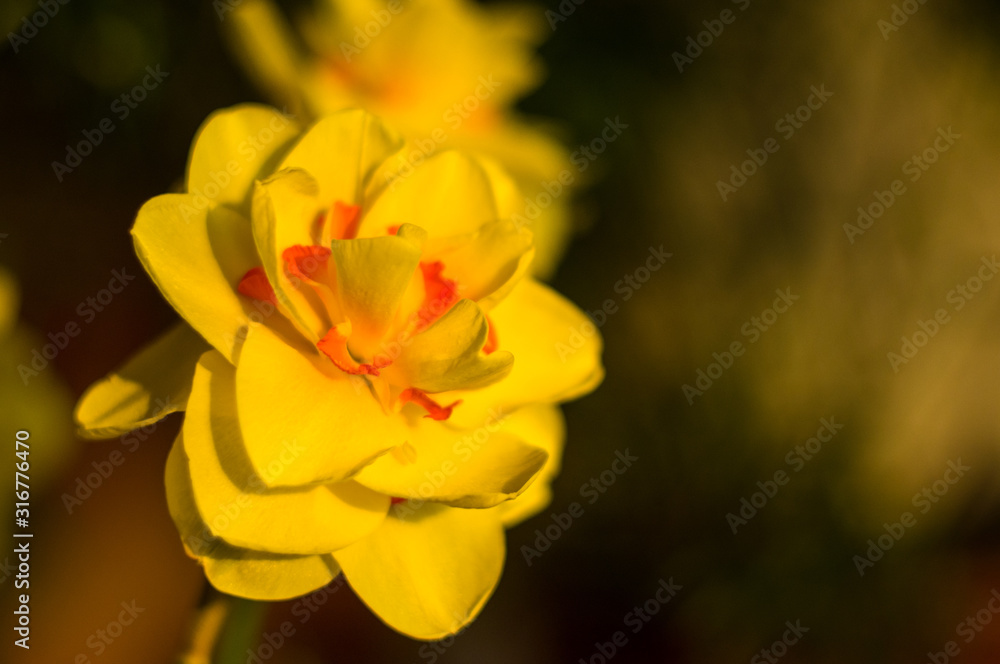 Amazing yellow huge bright daffodils in sunlight Amazing yellow huge bright daffodils in sunlight