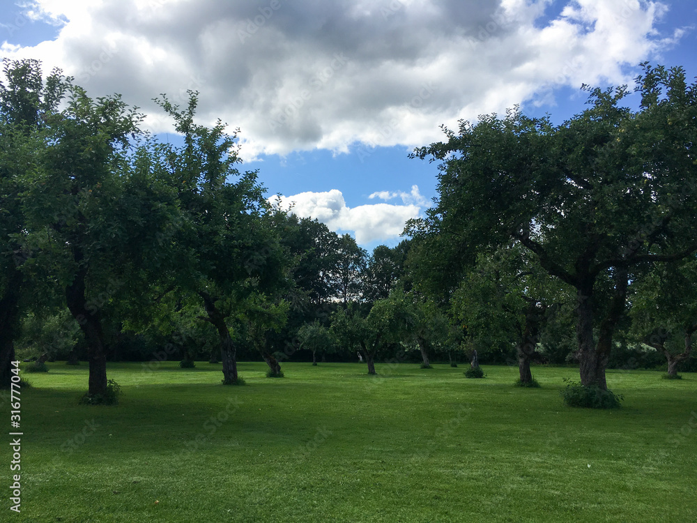 trees in the park