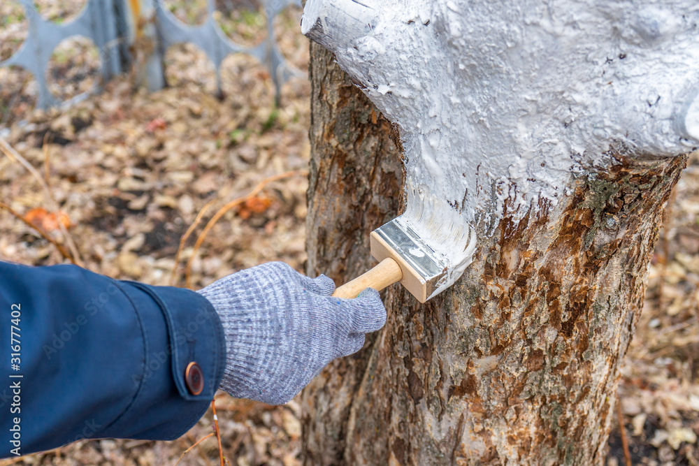 Fototapeta premium Whitewashing of fruit trees in spring garden. Human hands in gloves holding brush and whitewash bucket close-up. Man gardener whitening trunk of apple tree. Spring work in garden, gardening concept