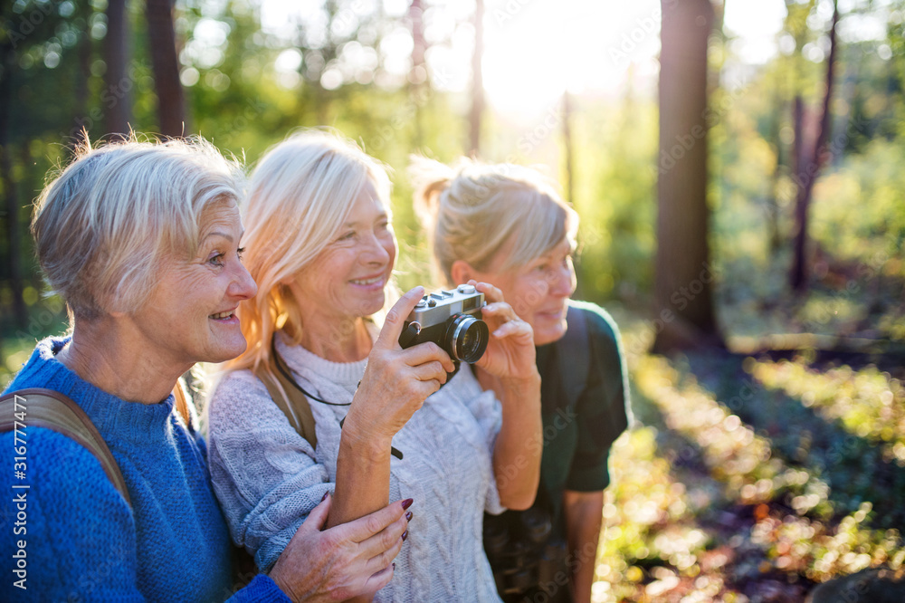 Obraz premium Senior women friends walking outdoors in forest, taking photos with camera.