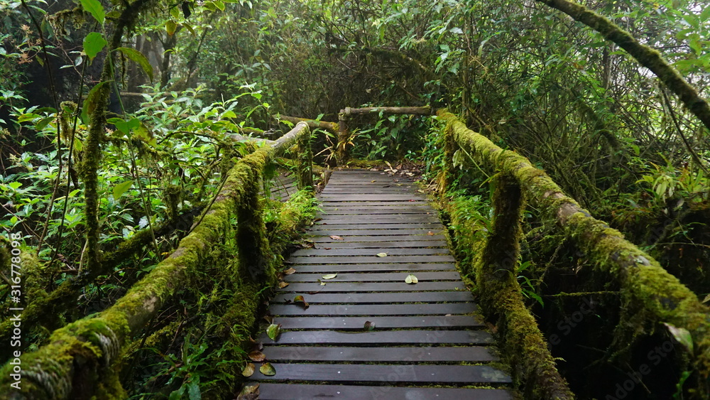 Fototapeta 3D stary,drewniany porośnięty mchem most w lesie