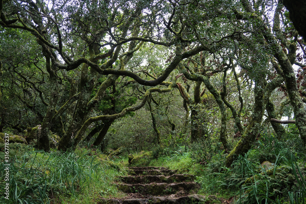 Mysterious green forest on a summer day Mysterious green forest on a summer day