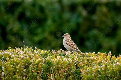 Sparrow crouched in a park on a parkan.