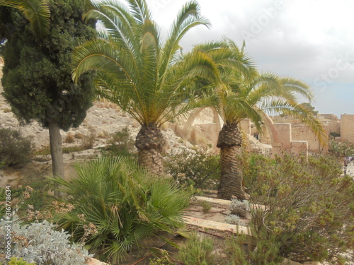 Palme nel castello di Alicante