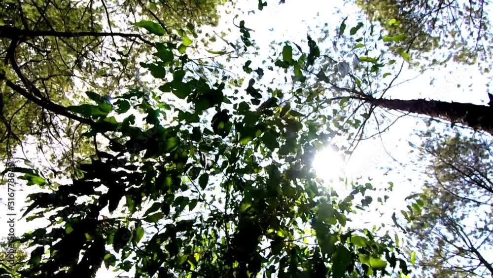 an upward shot showed green leaves swaying in the wind, with the sun flickering and shining an upward shot showed green leaves swaying in the wind, with the sun flickering and shining