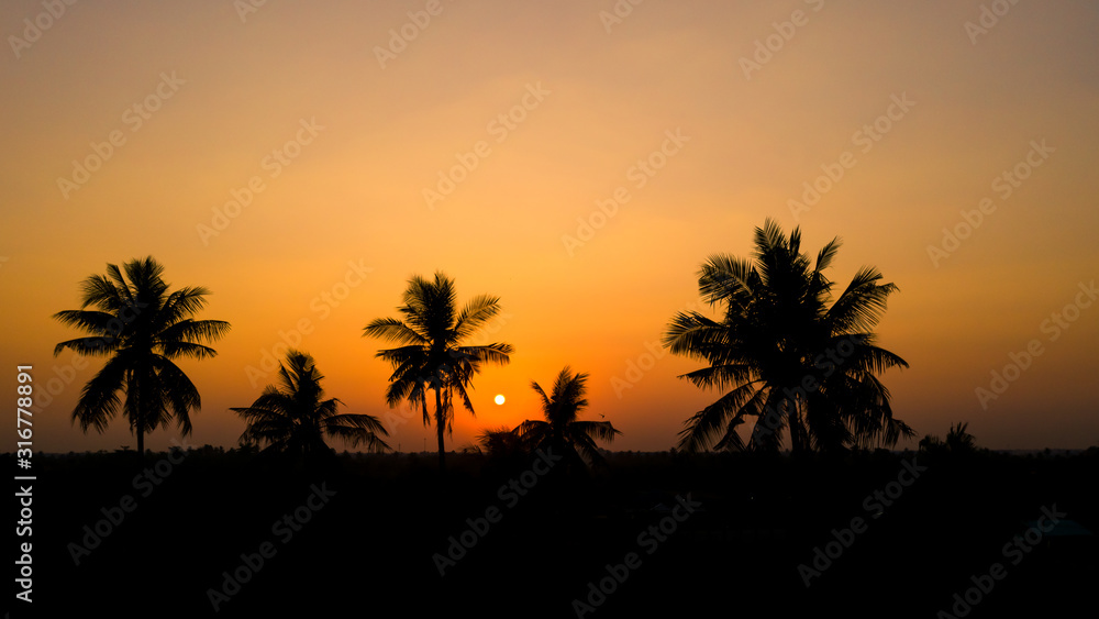 silhouette coconut and the sunset background