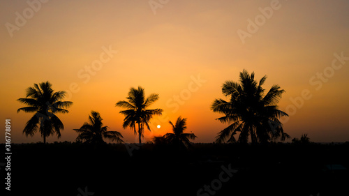 silhouette coconut and the sunset background