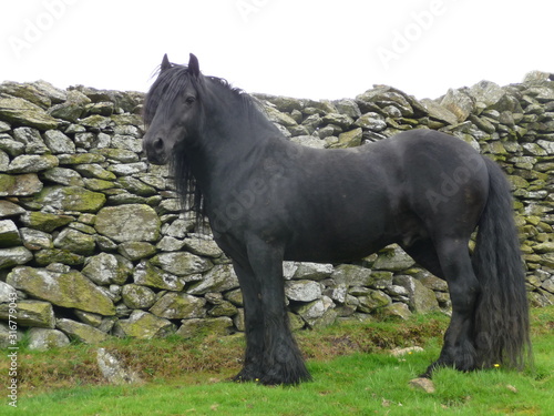 Fototapeta Naklejka Na Ścianę i Meble -   Fell Pony is a rare English treasure, from the mountains of Crumbia. It is one of the most adaptable horses of Mountain and moorland pony breed.