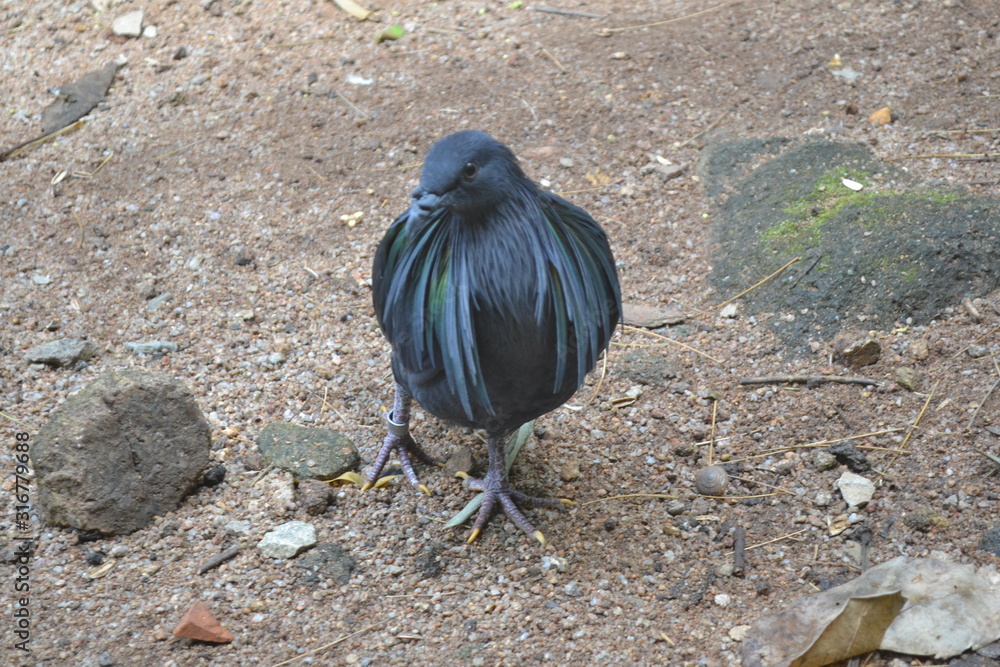 Fototapeta premium Birds with long feathers, like women with long hair.