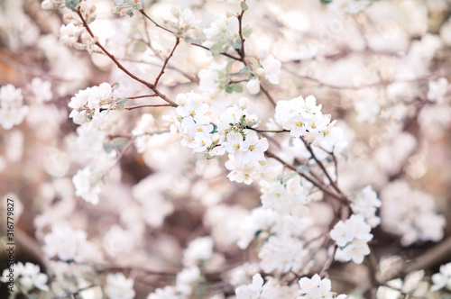 Spring blossom springtime apple bloom  bokeh flower background  pastel and soft floral card  selective focus  shallow DOF  toned