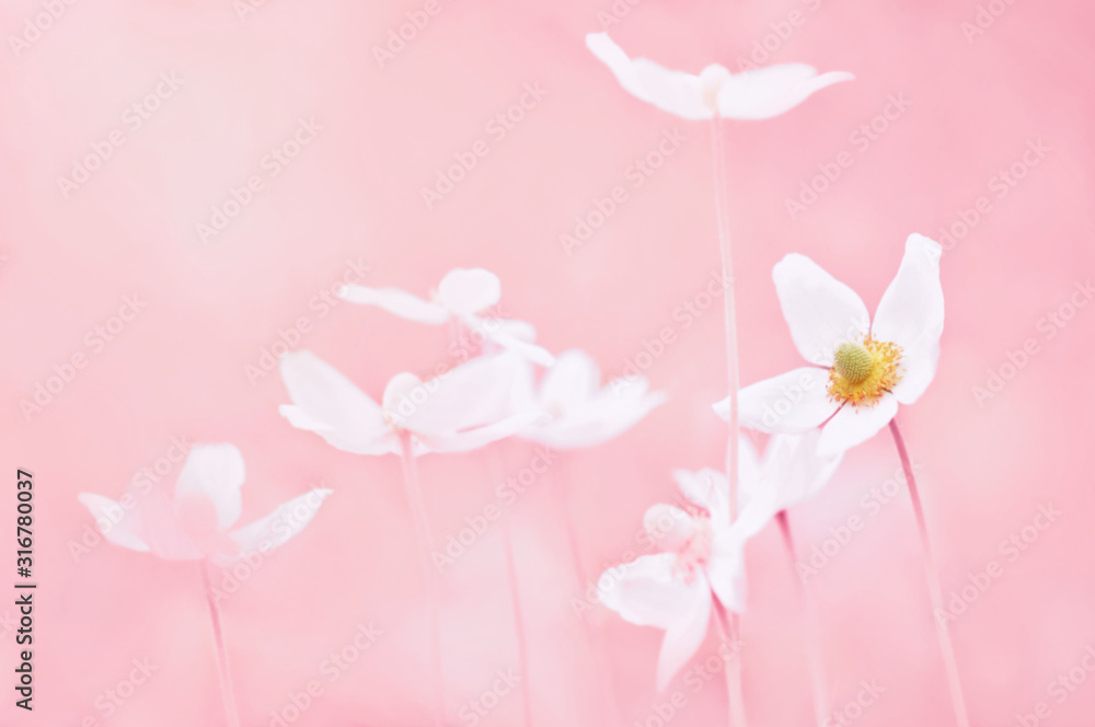 Spring blossoming anemone flowers in pink shiny meadow background (anemone sylvestris/snowdrop anemone), selective focus, shalow DOF, toned