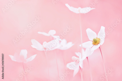 Spring blossoming anemone flowers in pink shiny meadow background (anemone sylvestris/snowdrop anemone), selective focus, shalow DOF, toned