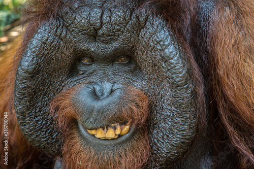 Smiling Orangutan © Filippo