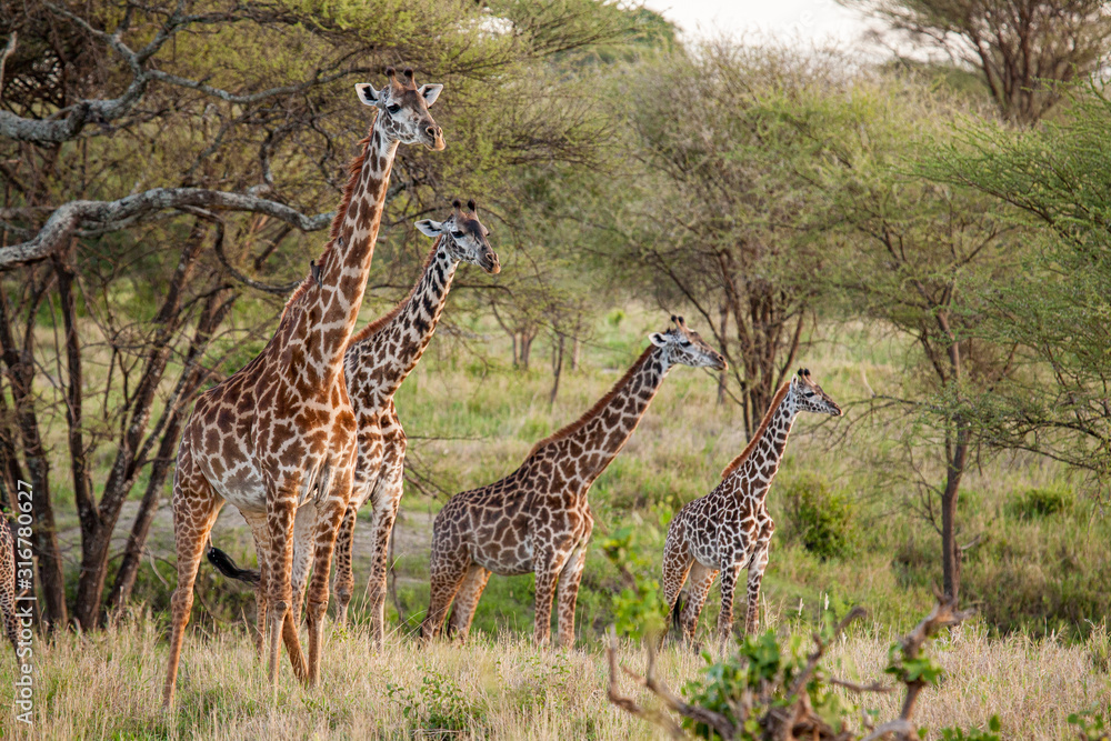 Obraz premium giraffe in africa