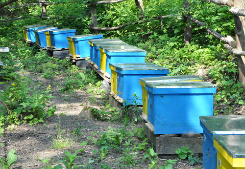 The nomadic apiary was taken to the forest