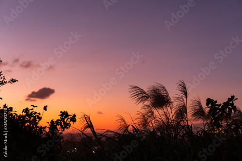 Grass flowers during the sunset. Shadow of plants with light in warm tone. Evening time on the hill. Soft focus in nature background.