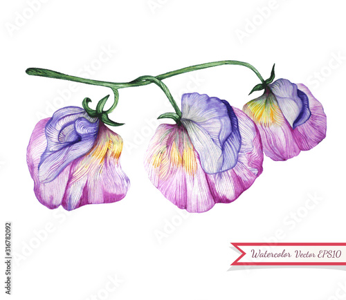 Watercolor sweet pea flowers.