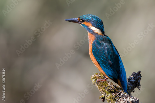 Kingfisher Perched