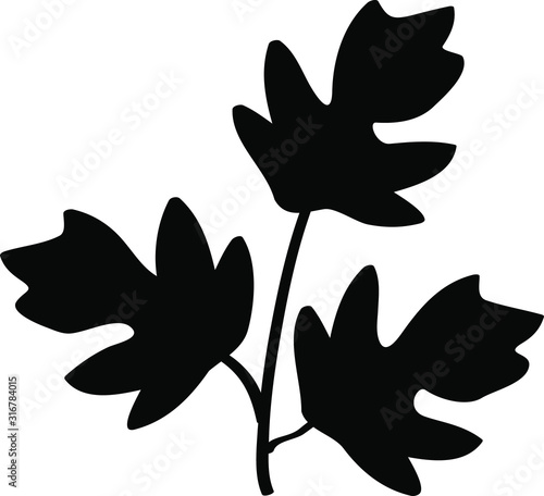 parsley icon, vector illustration