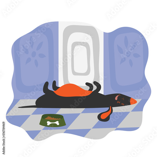 The dog has overeat and sleeps on the floor in the room. A dog with a big belly. Flat vector illustration.