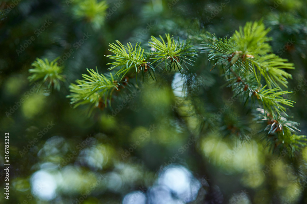 Fir tree background. Green pine late, top view. Copy space, backdrop with christmas tree branches. Fir tree background. Green pine late, top view. Copy space, backdrop with christmas tree branches.