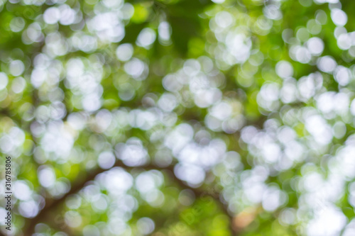 abstract green nature background with blurry bokeh defocused lights
