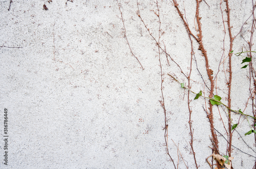 Obraz premium Vines growing on wall