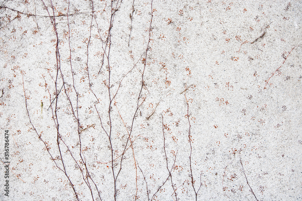 Obraz premium Vines growing on wall