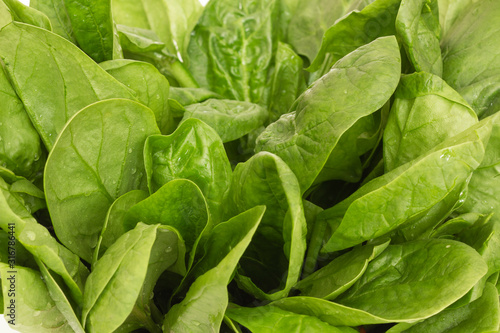Fresh green spinach leaves with waterdrops