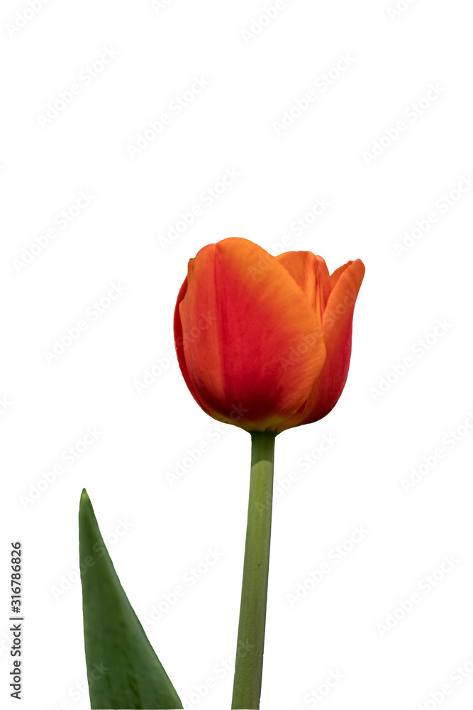 Obraz premium Red tulip isolated on white background