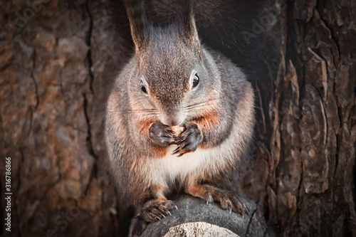 cute and funny squirrel adventures in the forest
