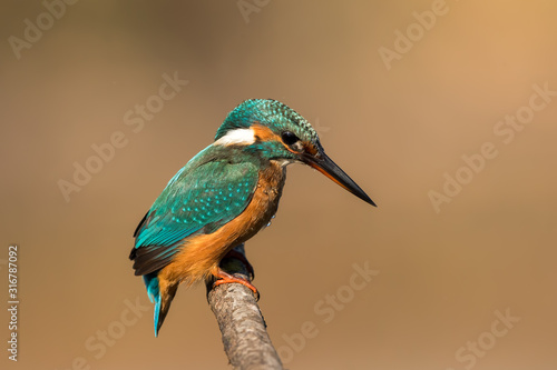 Kingfisher on Perch