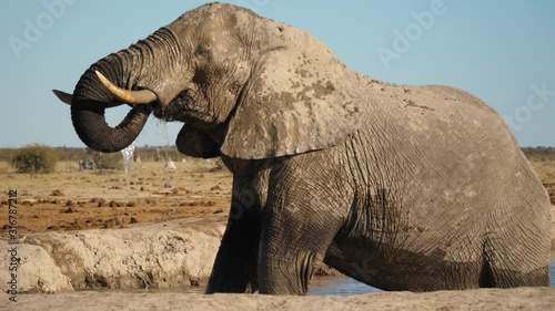 Large Male Elephant drinks water with trunk while standing belly deep in waterhole on a winter day in Africa. Clear blue sky above in Nxai Pan National Park, Botswana