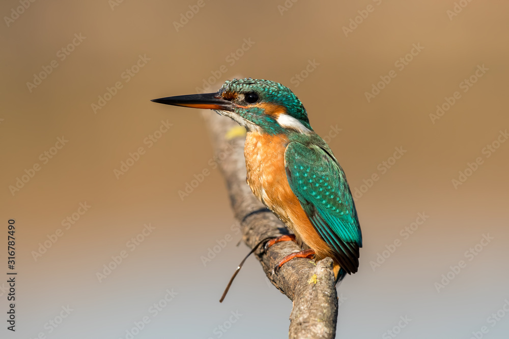 Fototapeta premium Kingfisher on Perch
