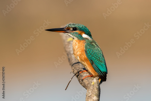 Kingfisher on Perch © Simon Stobart